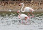 Flamingo   A.Bender : SPANJE 2012 60D